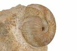 Jurassic Ammonite Fossil - Sengenthal, Germany #211147-3